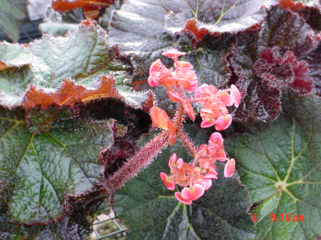 B. ‘Mrs. Ludwig’